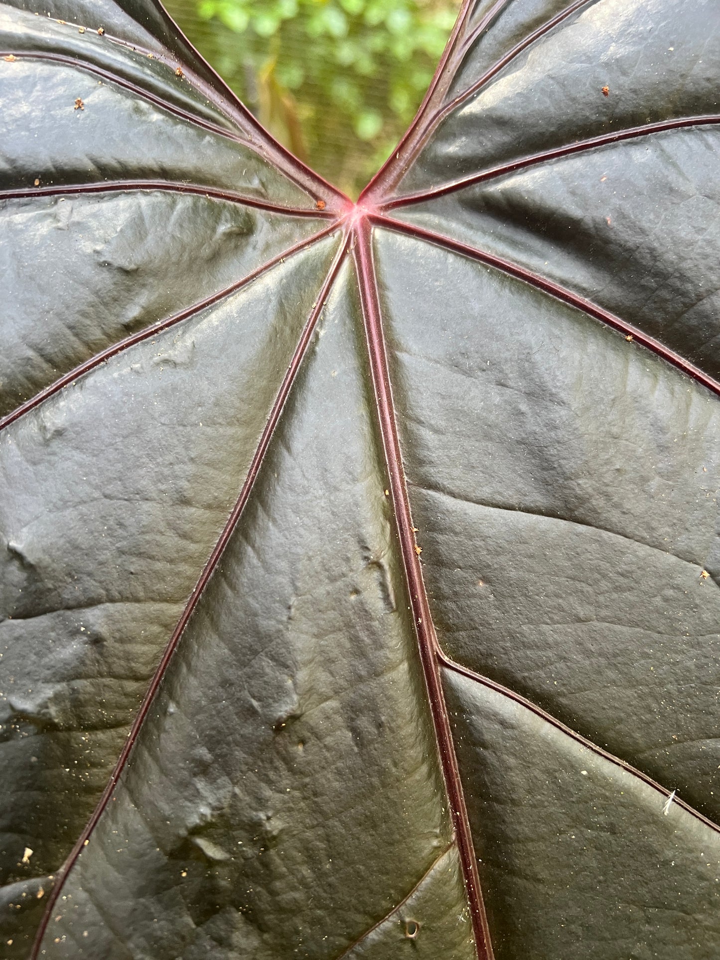 Anthurium Sang x Moody 'Metalic'