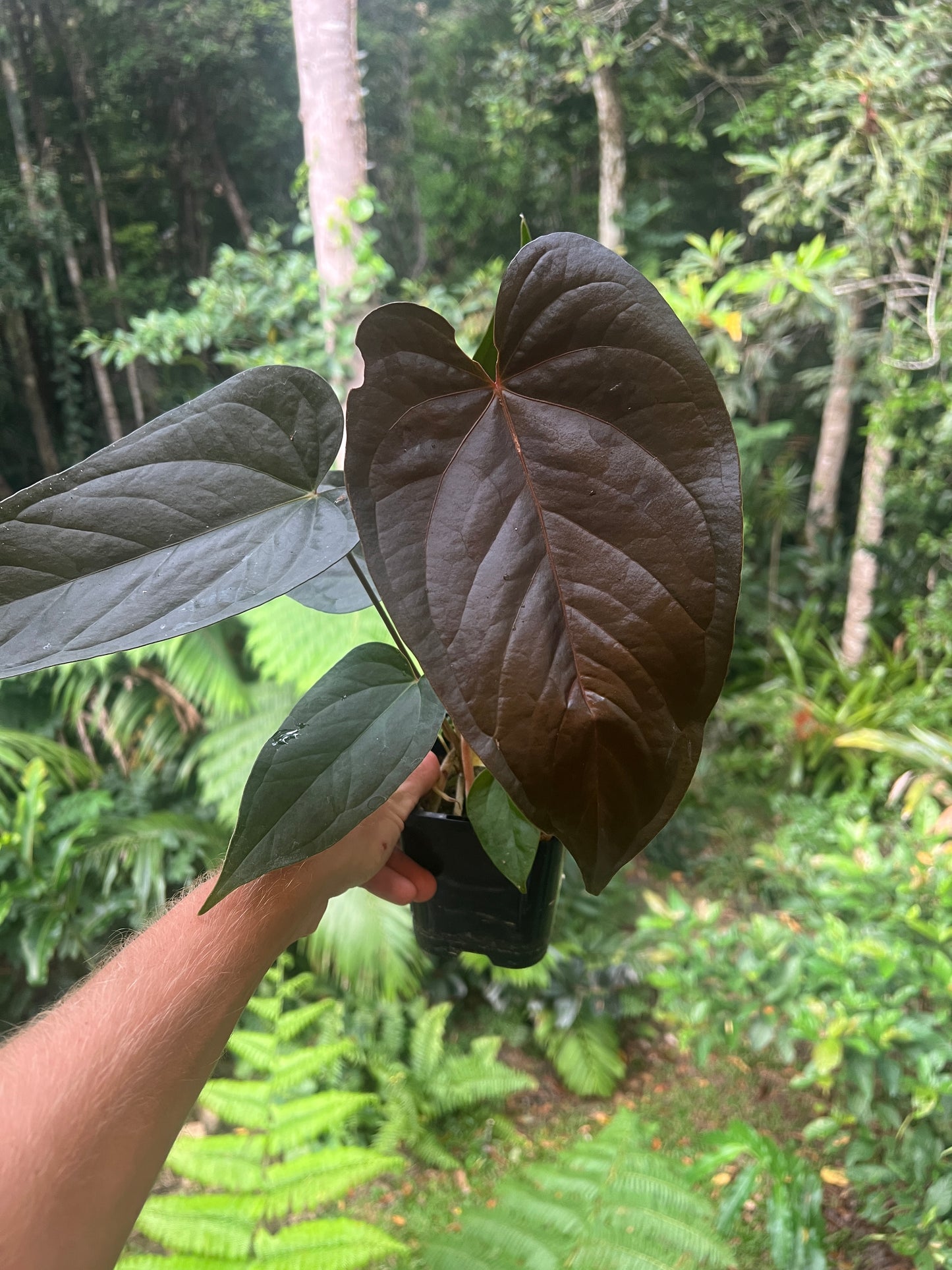Anthurium Sang x Moodeanum Seedling New Batch