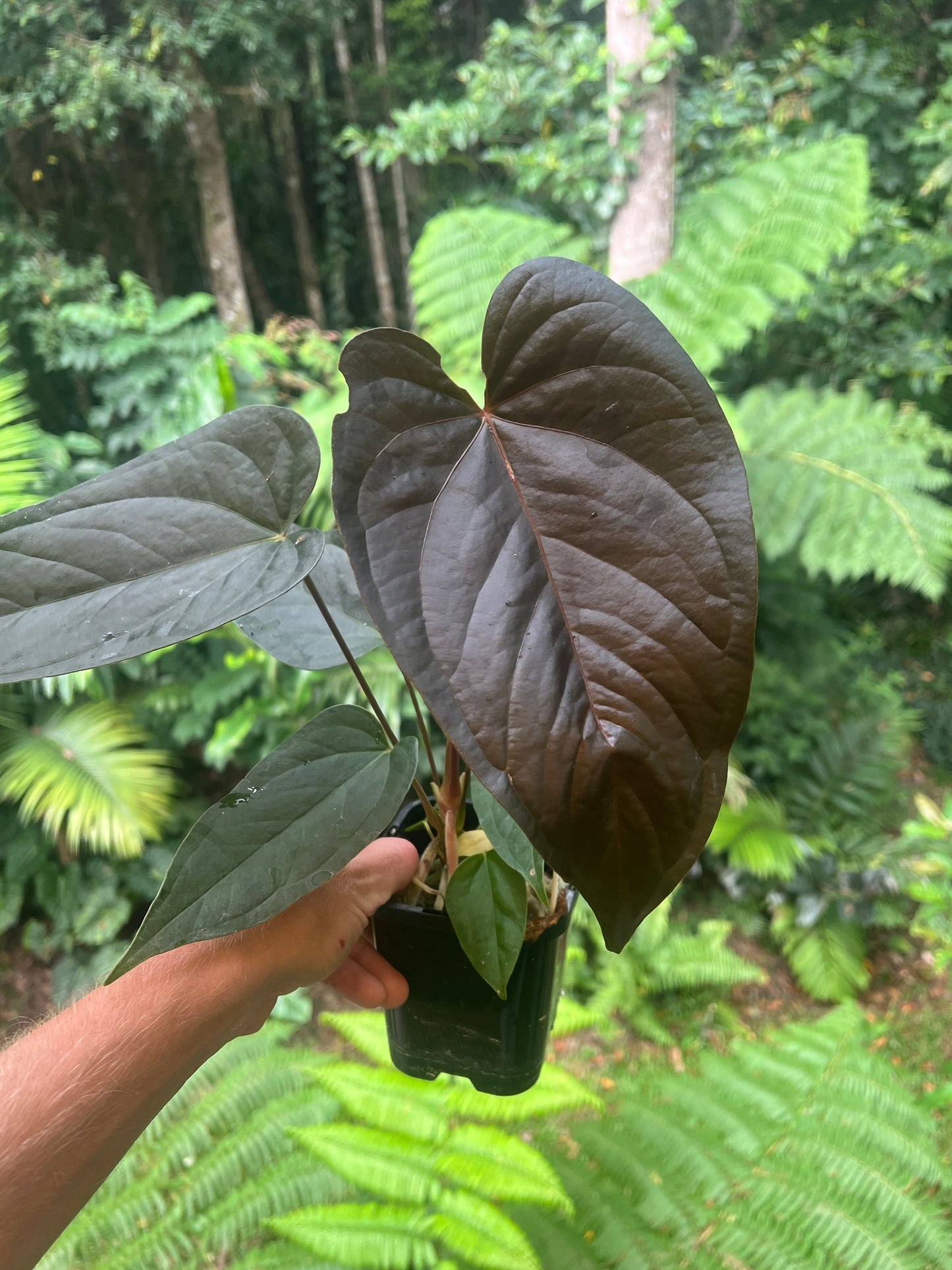 Anthurium Sang x Moodeanum Seedling New Batch