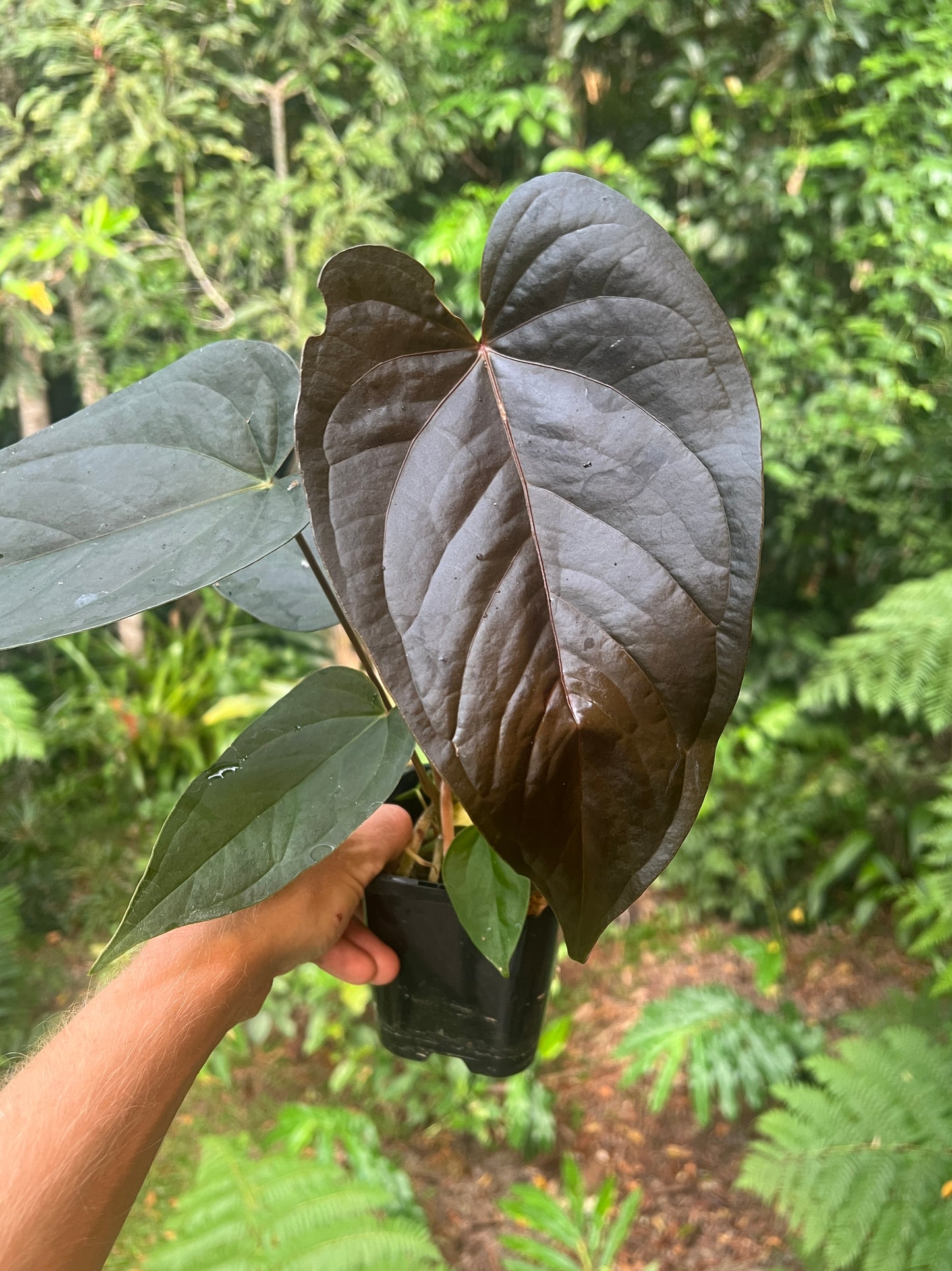 Anthurium Sang x Moodeanum Seedling New Batch