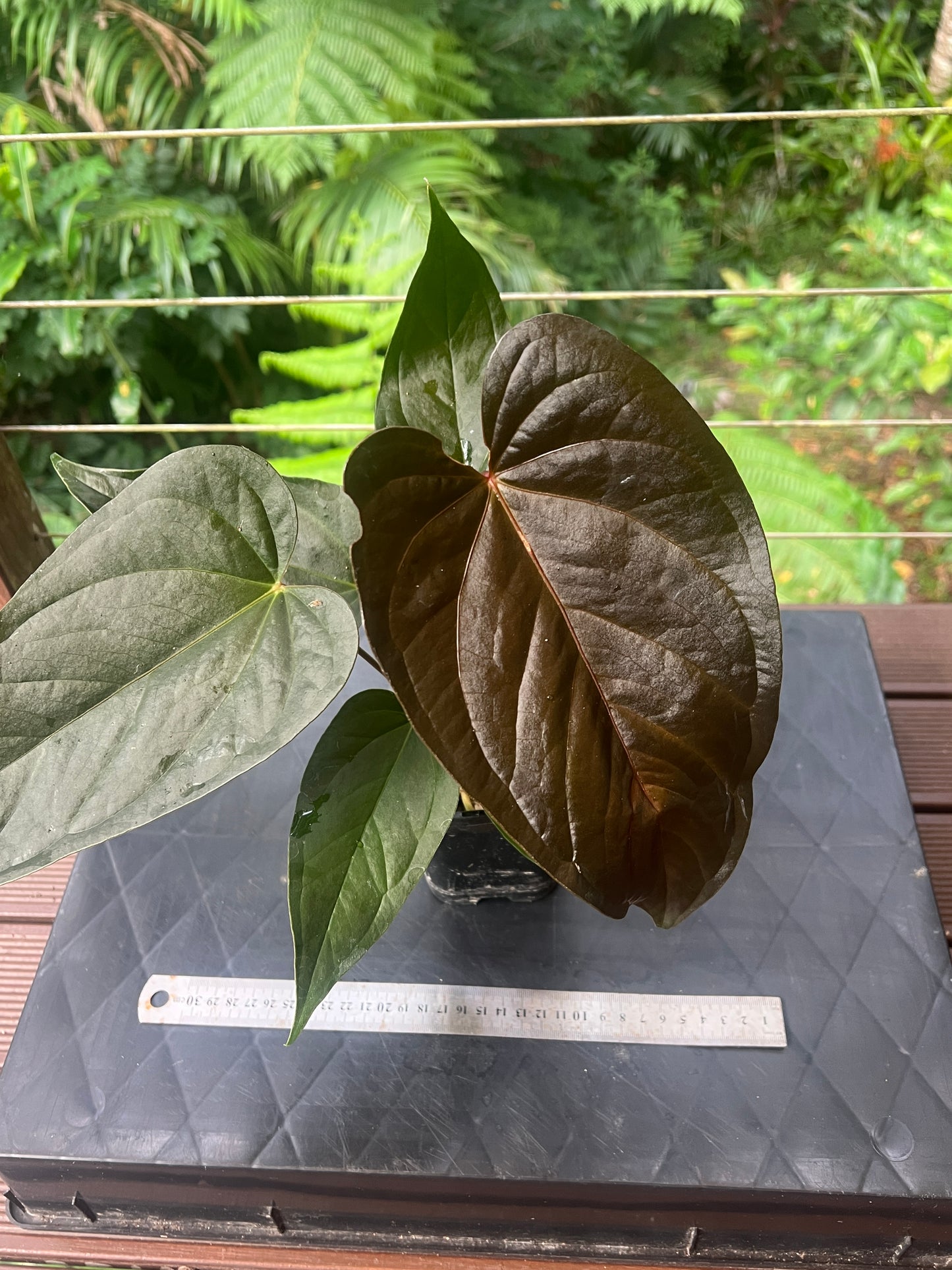 Anthurium Sang x Moodeanum Seedling New Batch