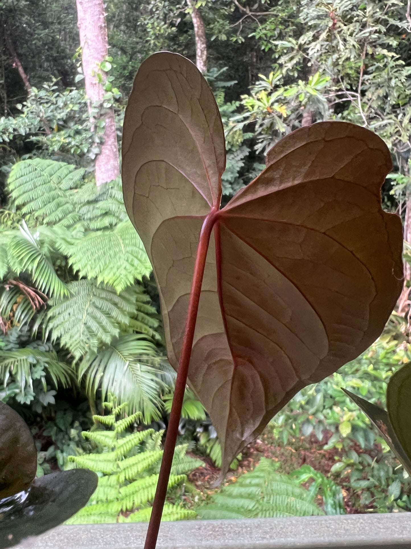 Anthurium Sang x Moodeanum Seedling New Batch