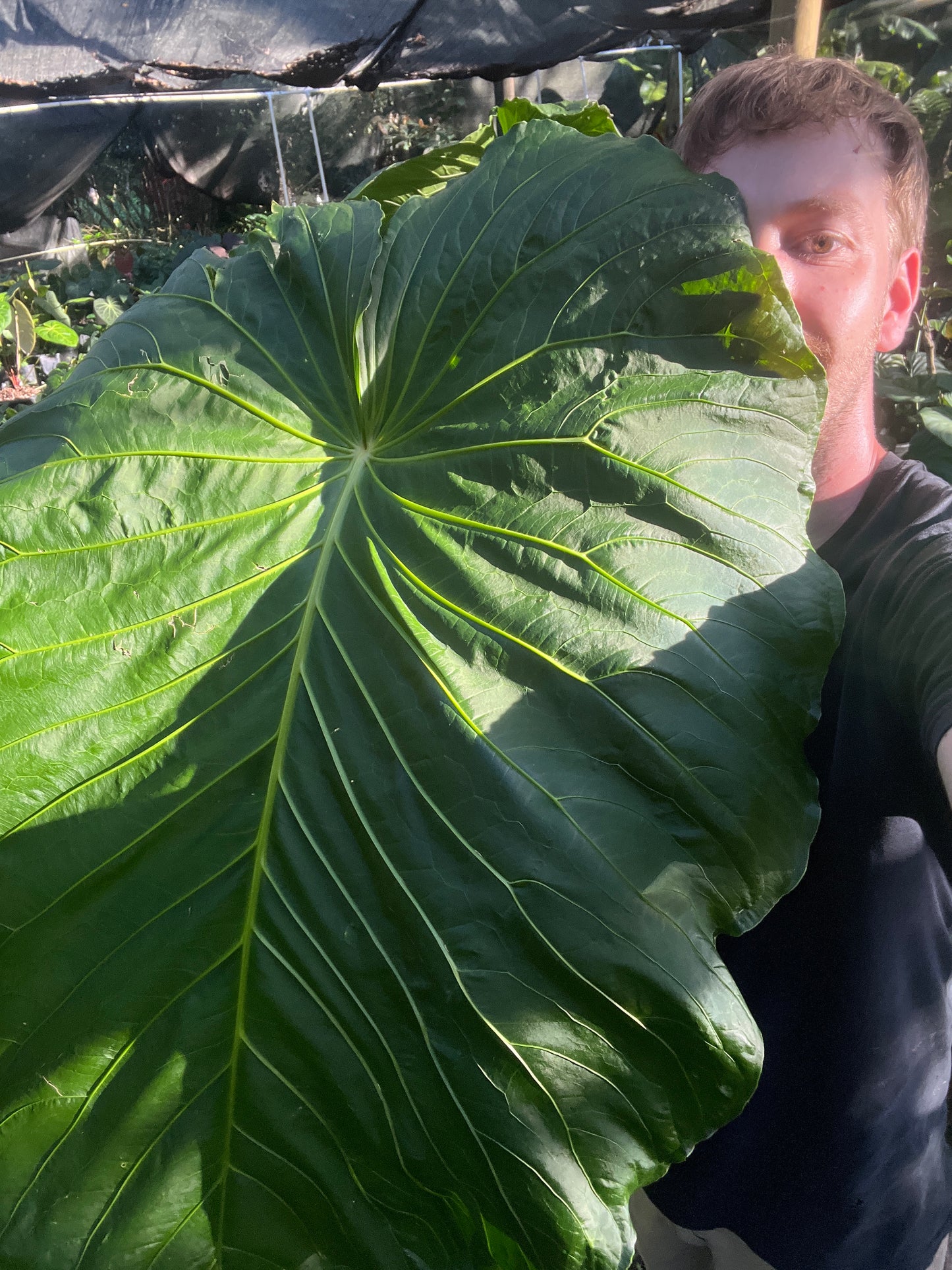 Anthurium schottianum