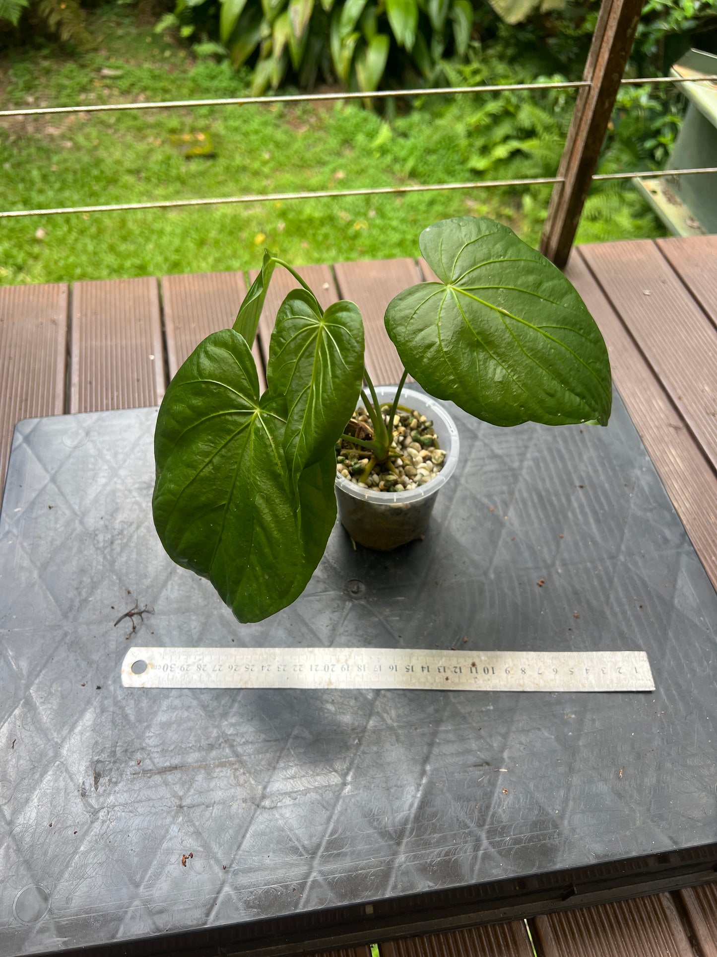 Anthurium schottianum