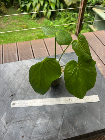 Anthurium schottianum