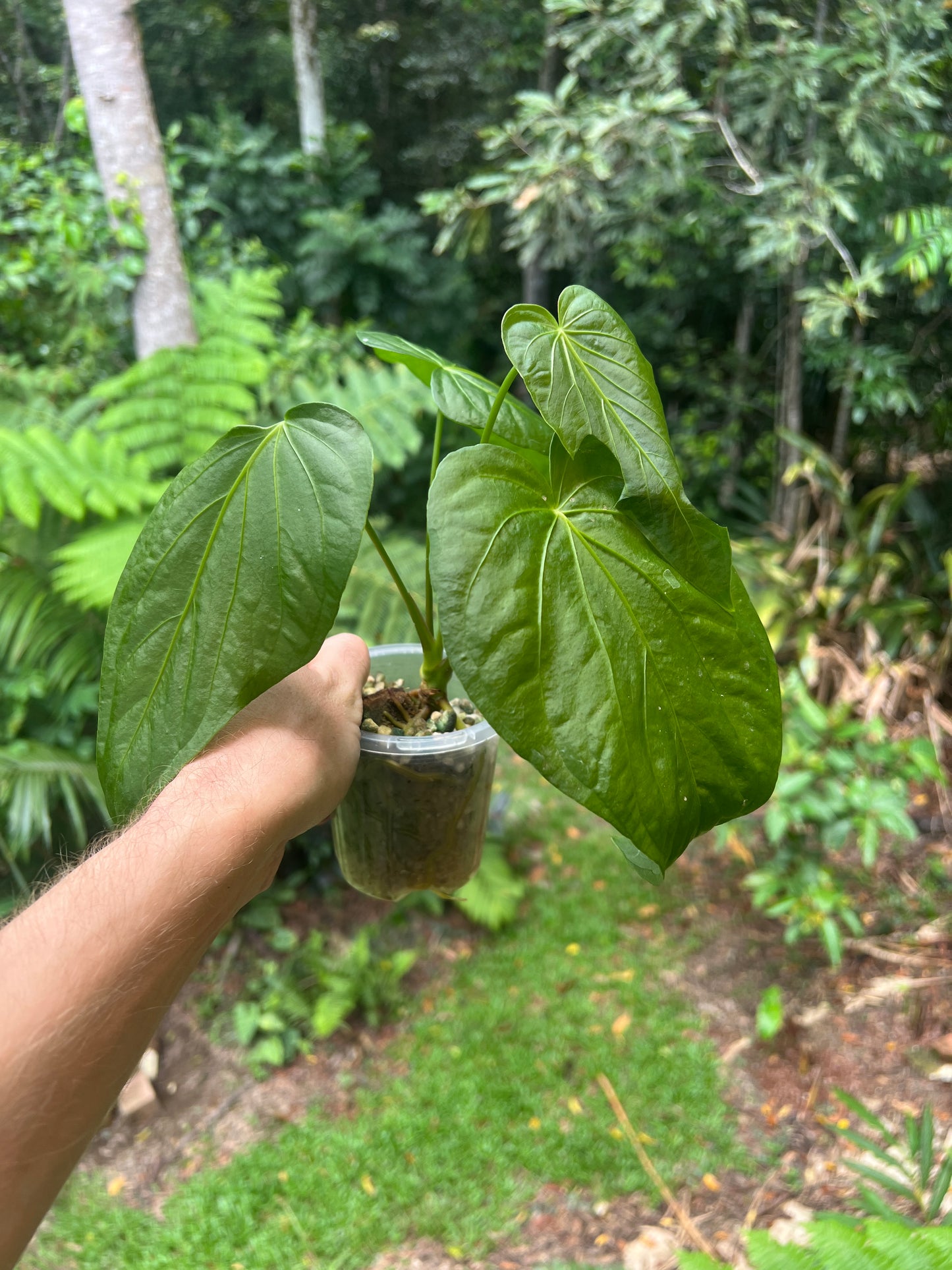 Anthurium schottianum