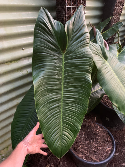 Philodendron sharoniae Seed Grown -  x3 Plants