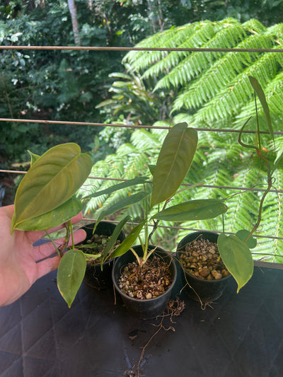 Philodendron sharoniae Seed Grown -  x3 Plants