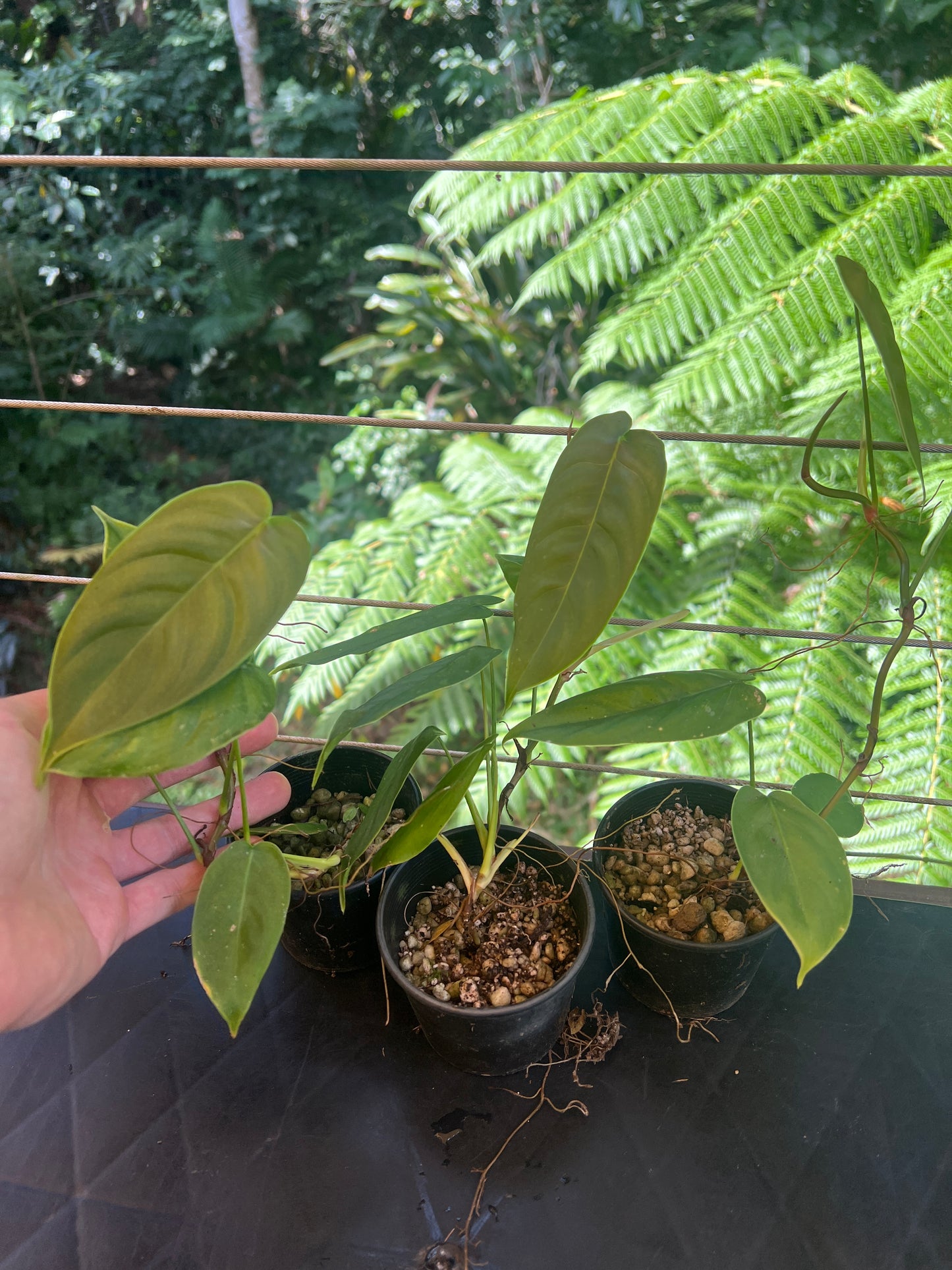 Philodendron sharoniae Seed Grown -  x3 Plants