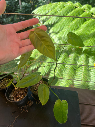 Philodendron sharoniae Seed Grown -  x3 Plants