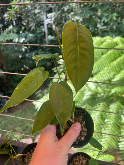 Philodendron sharoniae Seed Grown -  x3 Plants