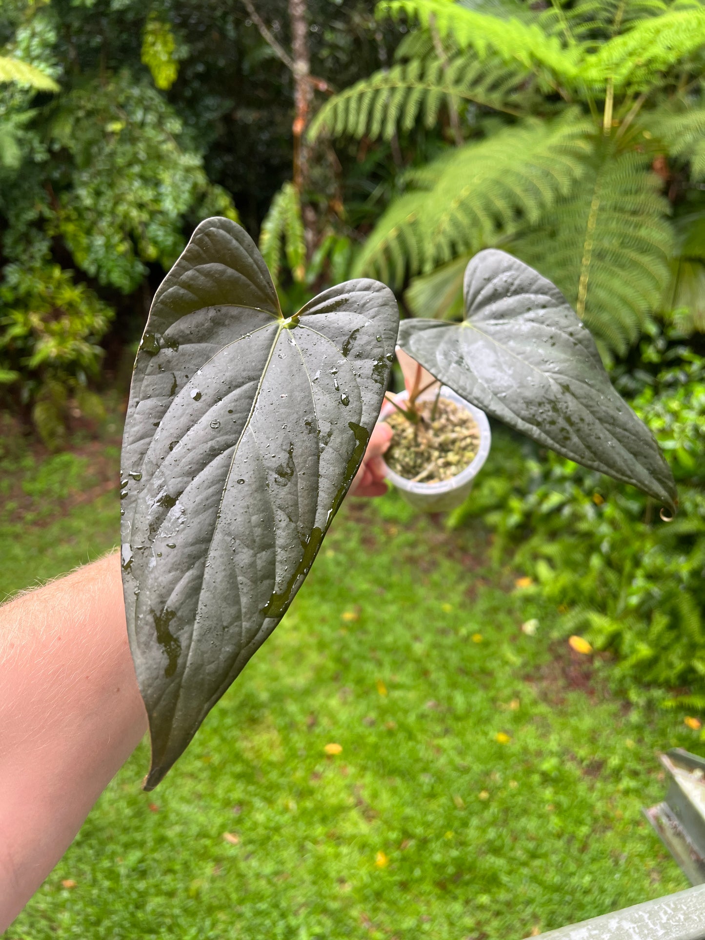 Anthurium 'Sharp Mood #1' Clone
