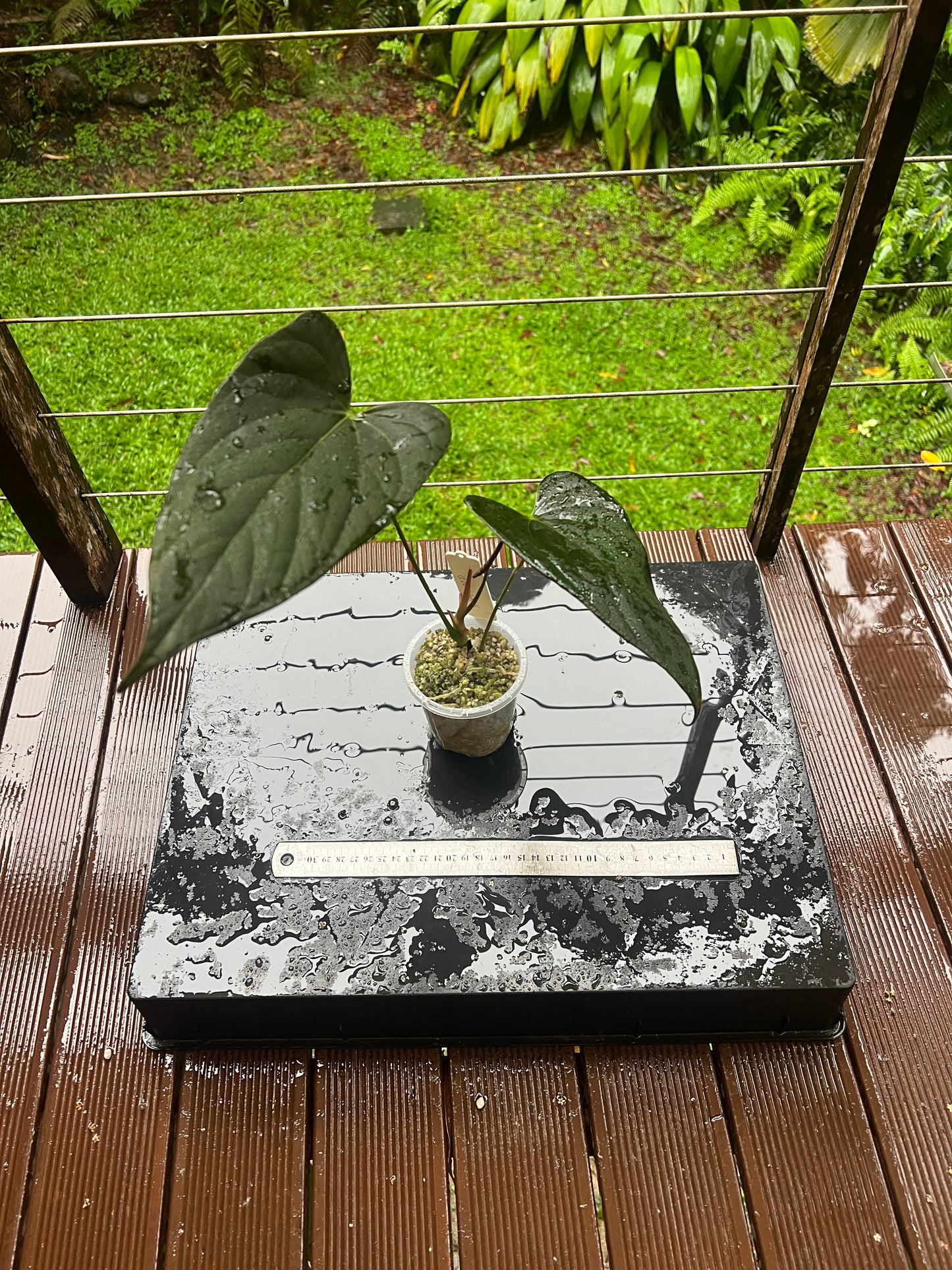 Anthurium 'Sharp Mood #1' Clone