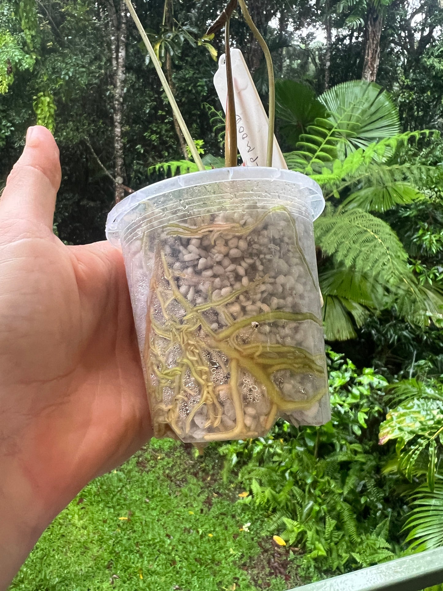 Anthurium 'Sharp Mood #1' Clone