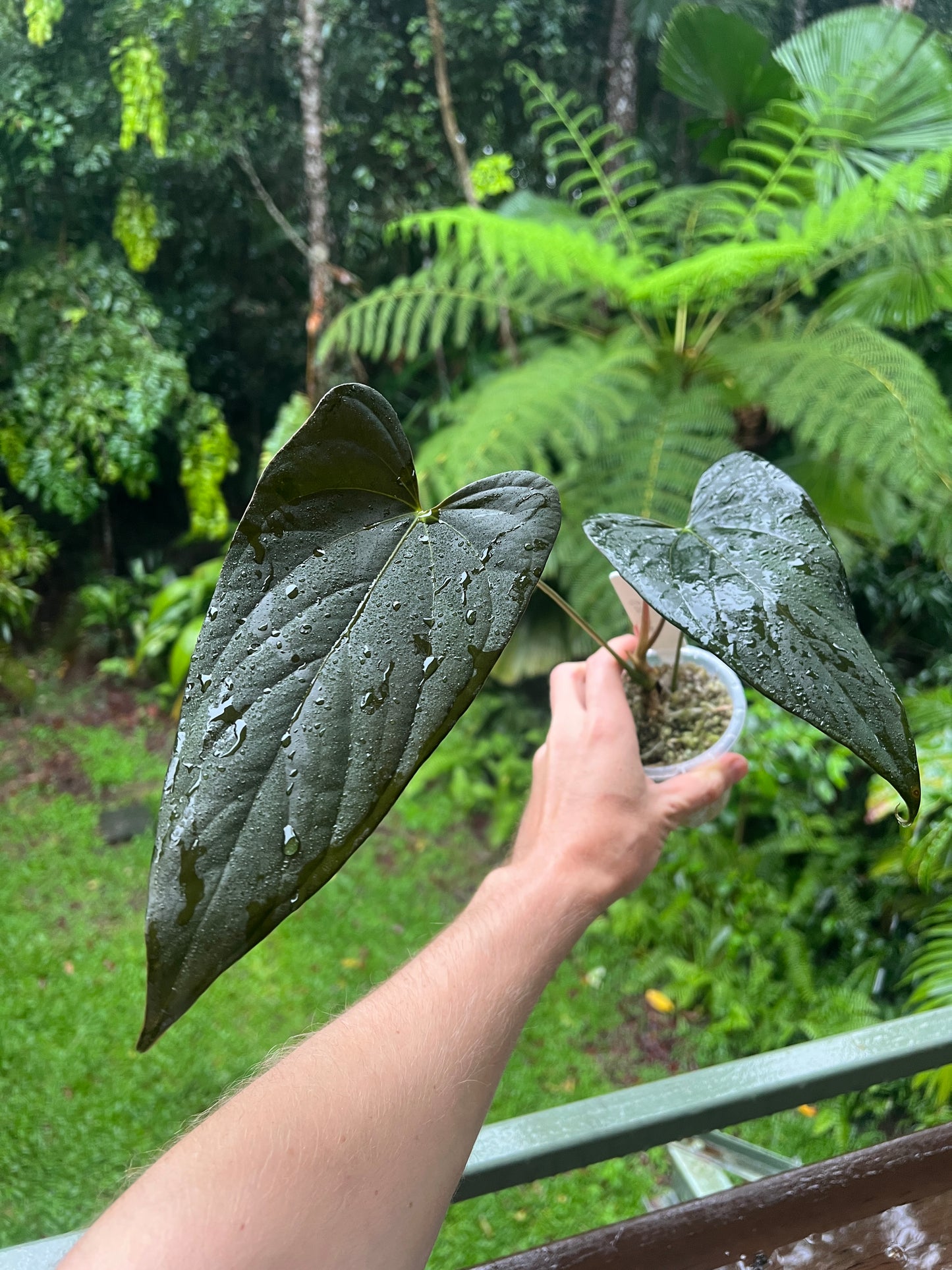 Anthurium 'Sharp Mood #1' Clone