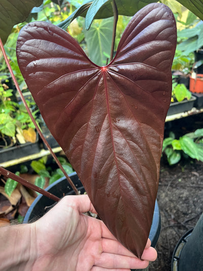 Anthurium 'Sharp Mood'