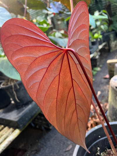 Anthurium 'Sharp Mood'
