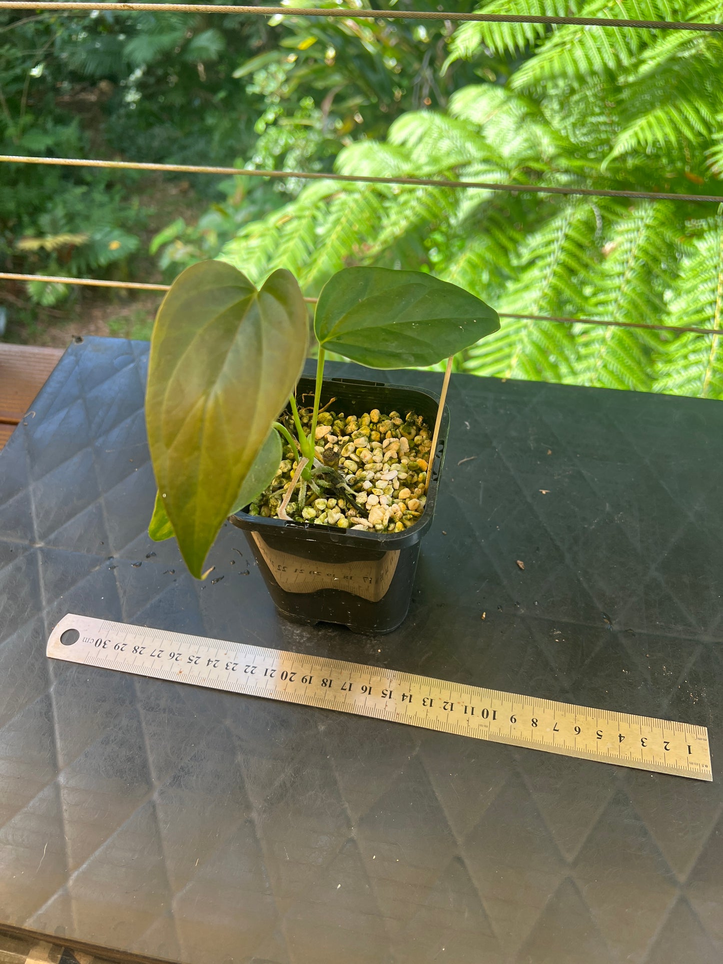 Anthurium 'Sharp Mood'