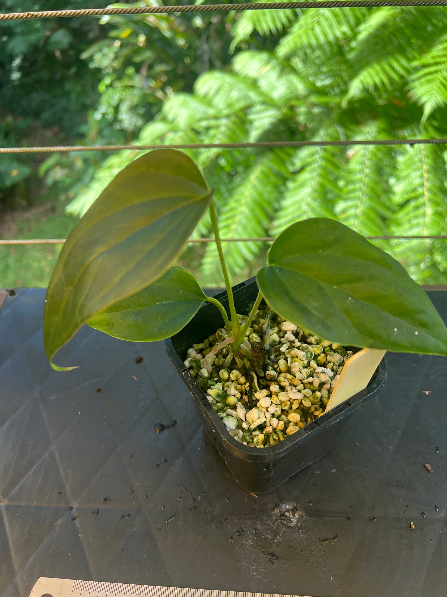 Anthurium 'Sharp Mood'