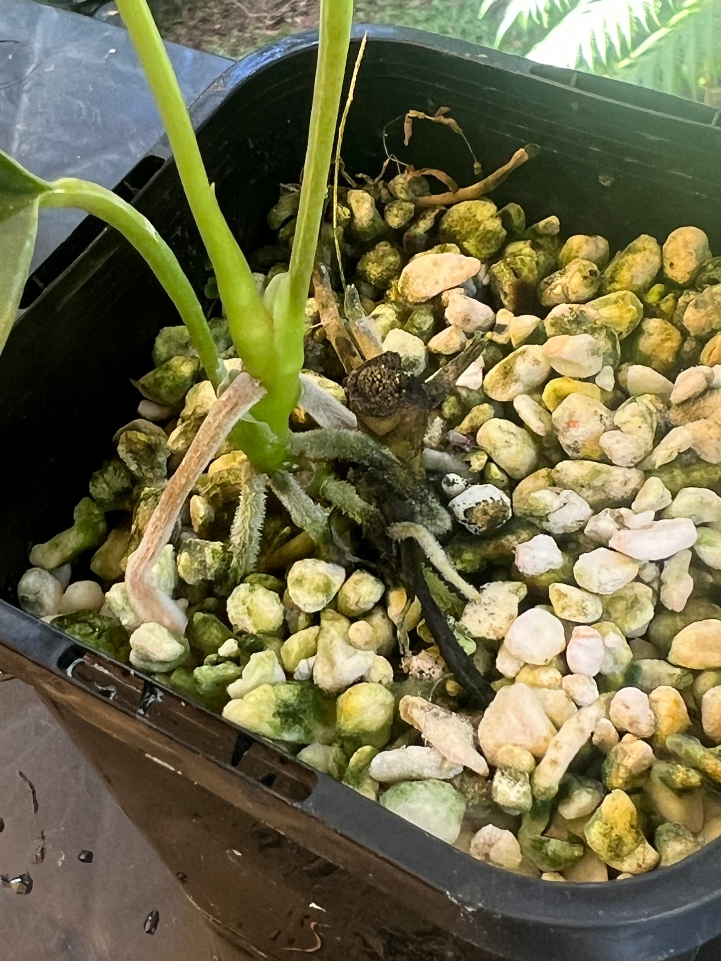 Anthurium 'Sharp Mood'