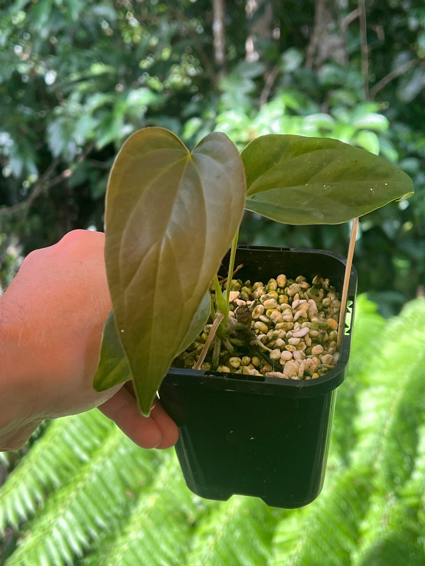 Anthurium 'Sharp Mood'