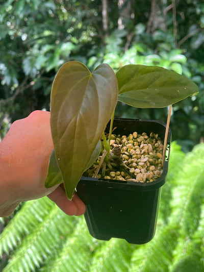 Anthurium 'Sharp Mood'
