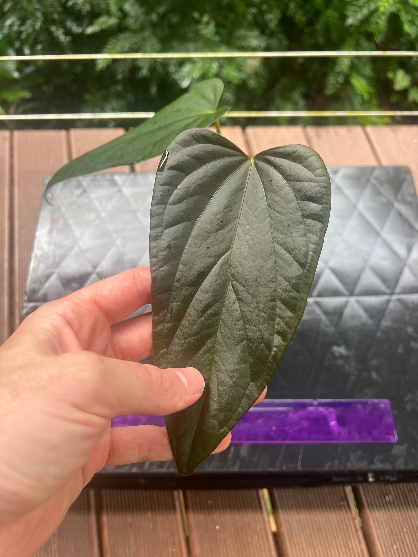 Anthurium 'Sharp Mood' Clone