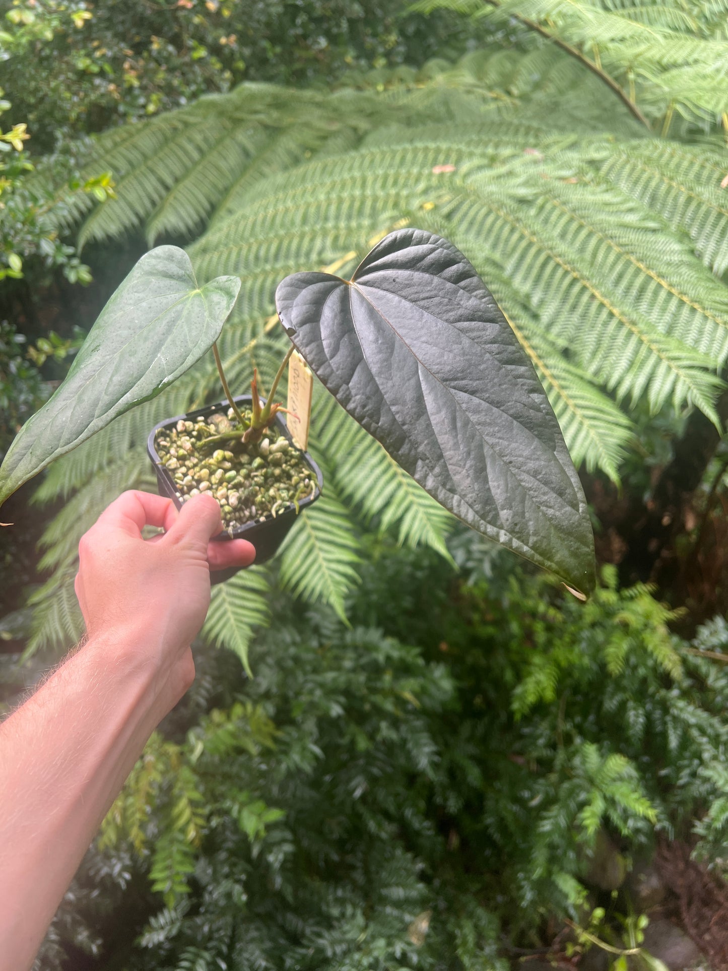 Anthurium 'Sharp Mood' Clone