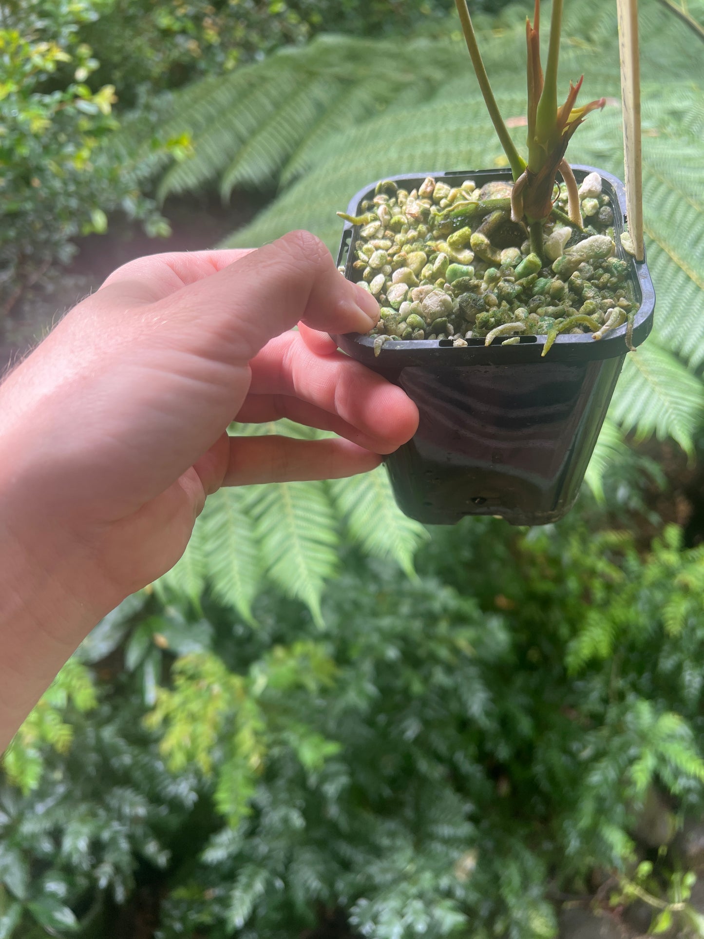 Anthurium 'Sharp Mood' Clone