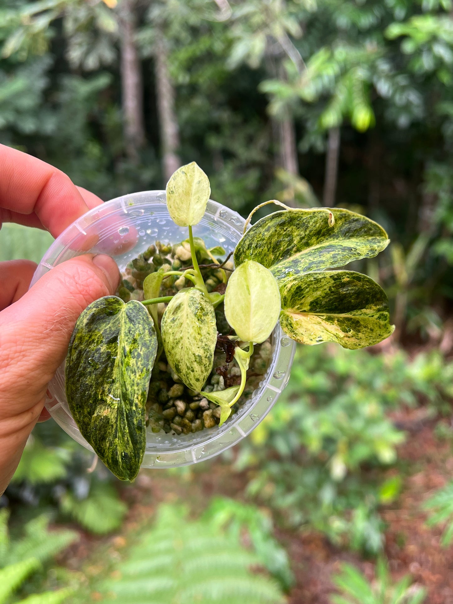 Philodendron 'Smashed Avocado' melanochrysum x sharoniae Variegated x2 Shoots!