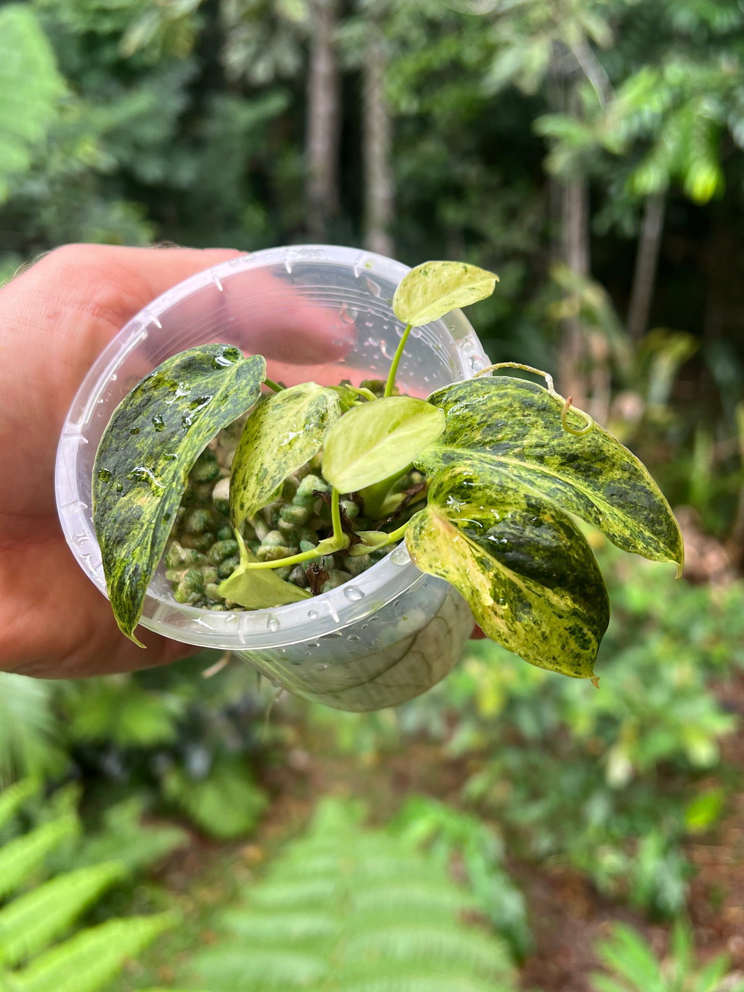 Philodendron 'Smashed Avocado' melanochrysum x sharoniae Variegated x2 Shoots!