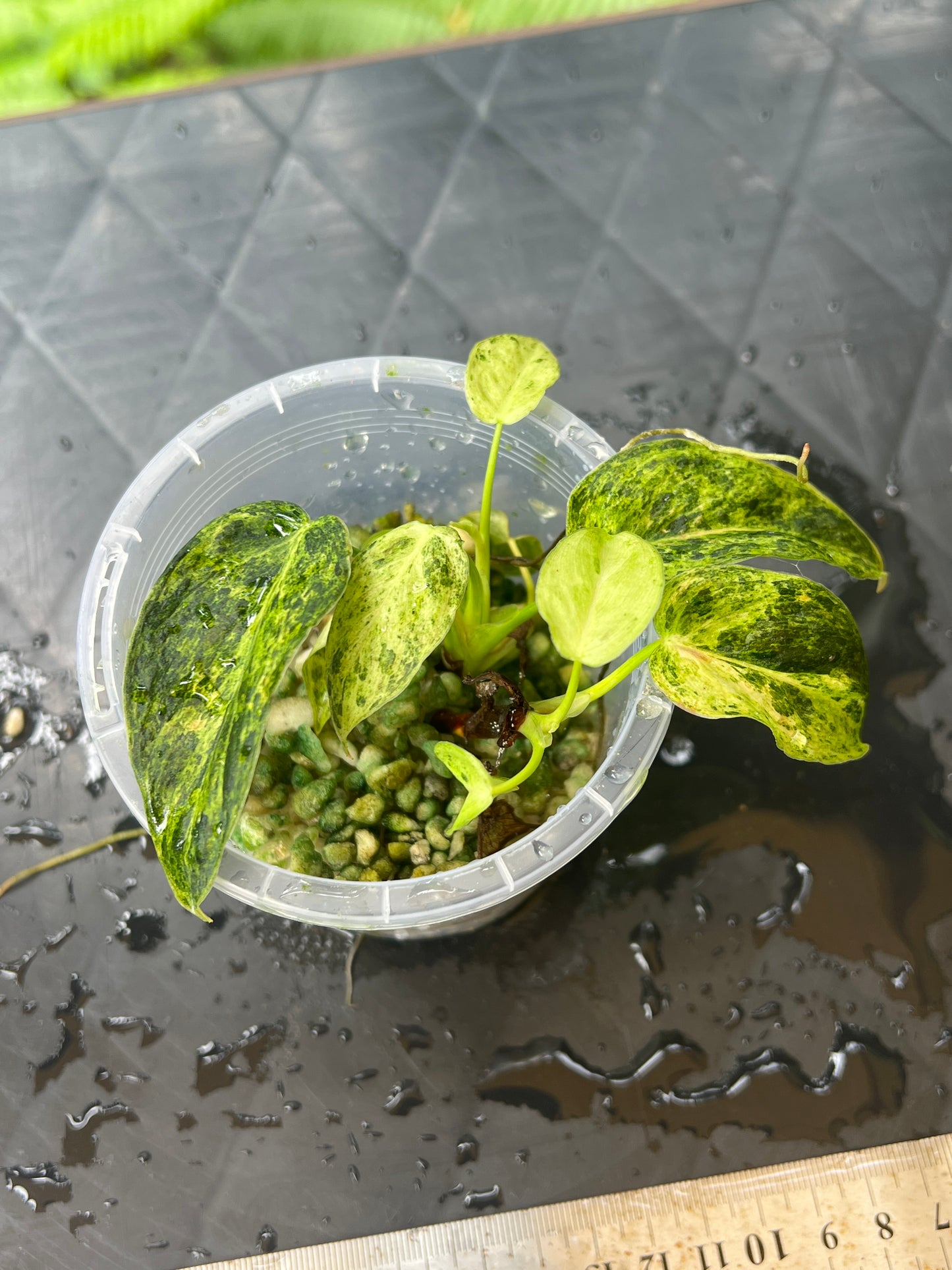 Philodendron 'Smashed Avocado' melanochrysum x sharoniae Variegated x2 Shoots!