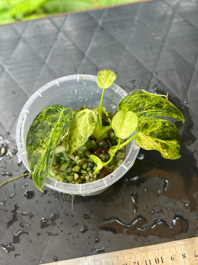 Philodendron 'Smashed Avocado' melanochrysum x sharoniae Variegated x2 Shoots!