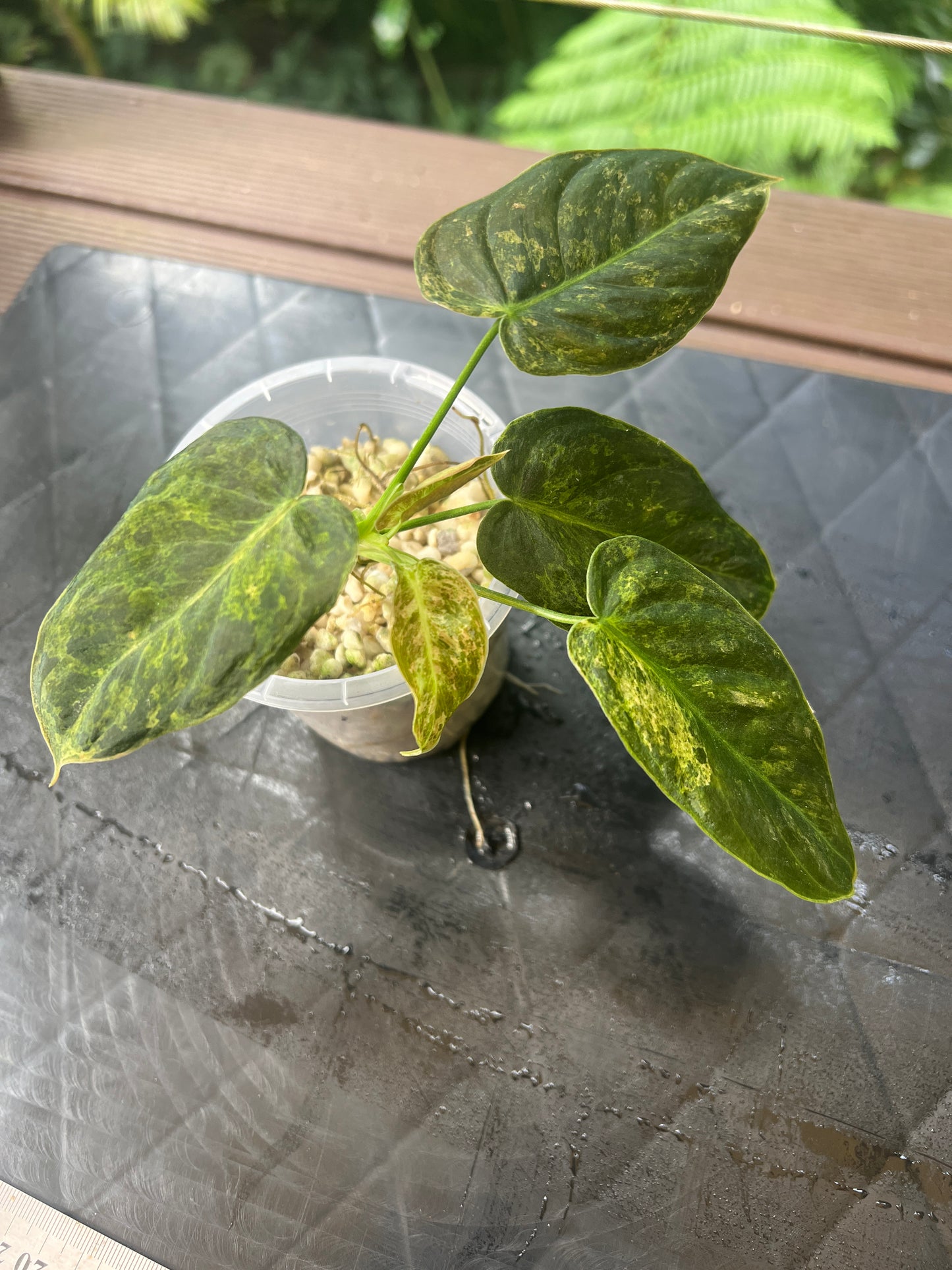 Philodendron 'Smashed Avocado' melanochrysum x sharoniae Variegated
