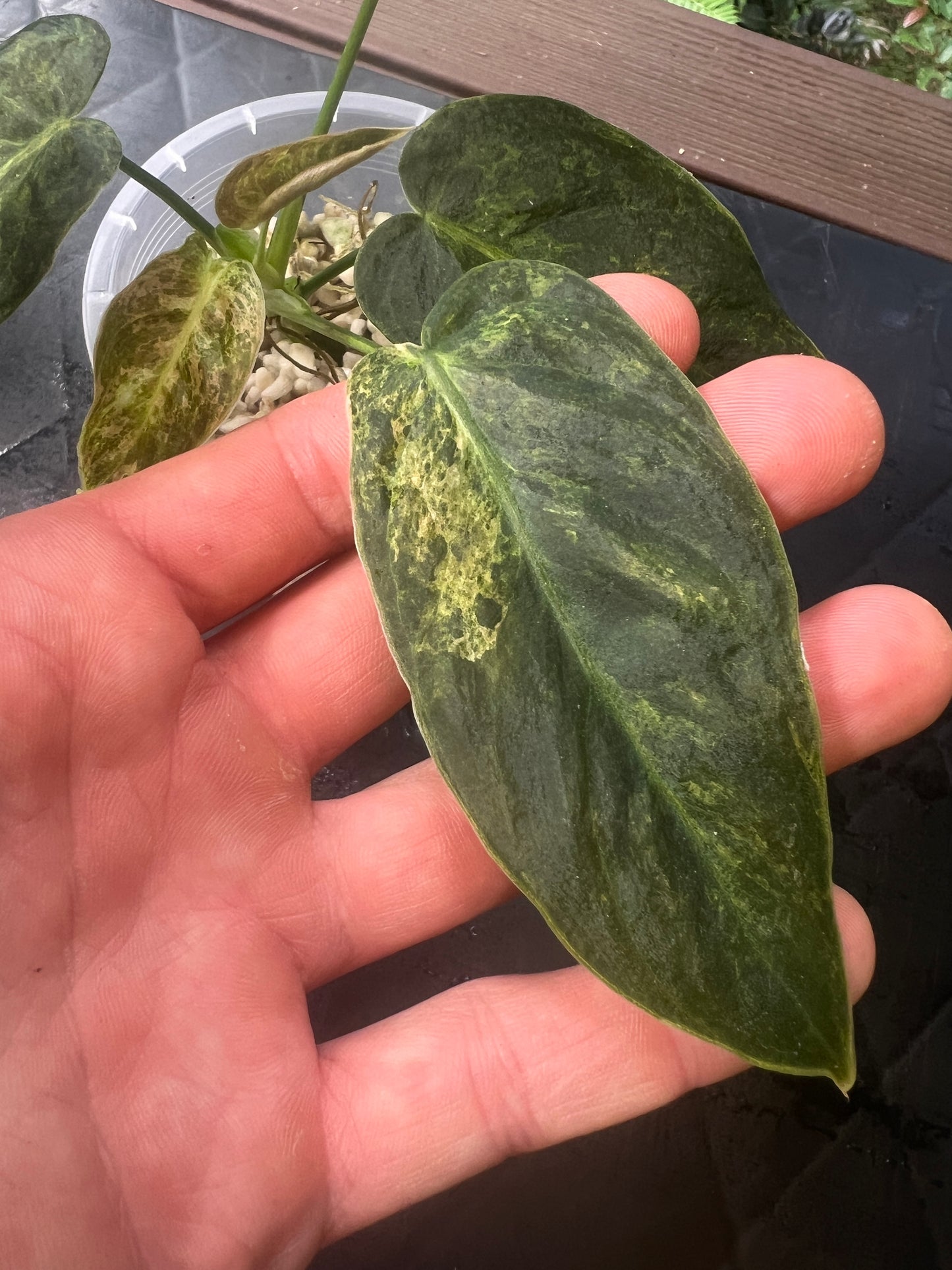 Philodendron 'Smashed Avocado' melanochrysum x sharoniae Variegated