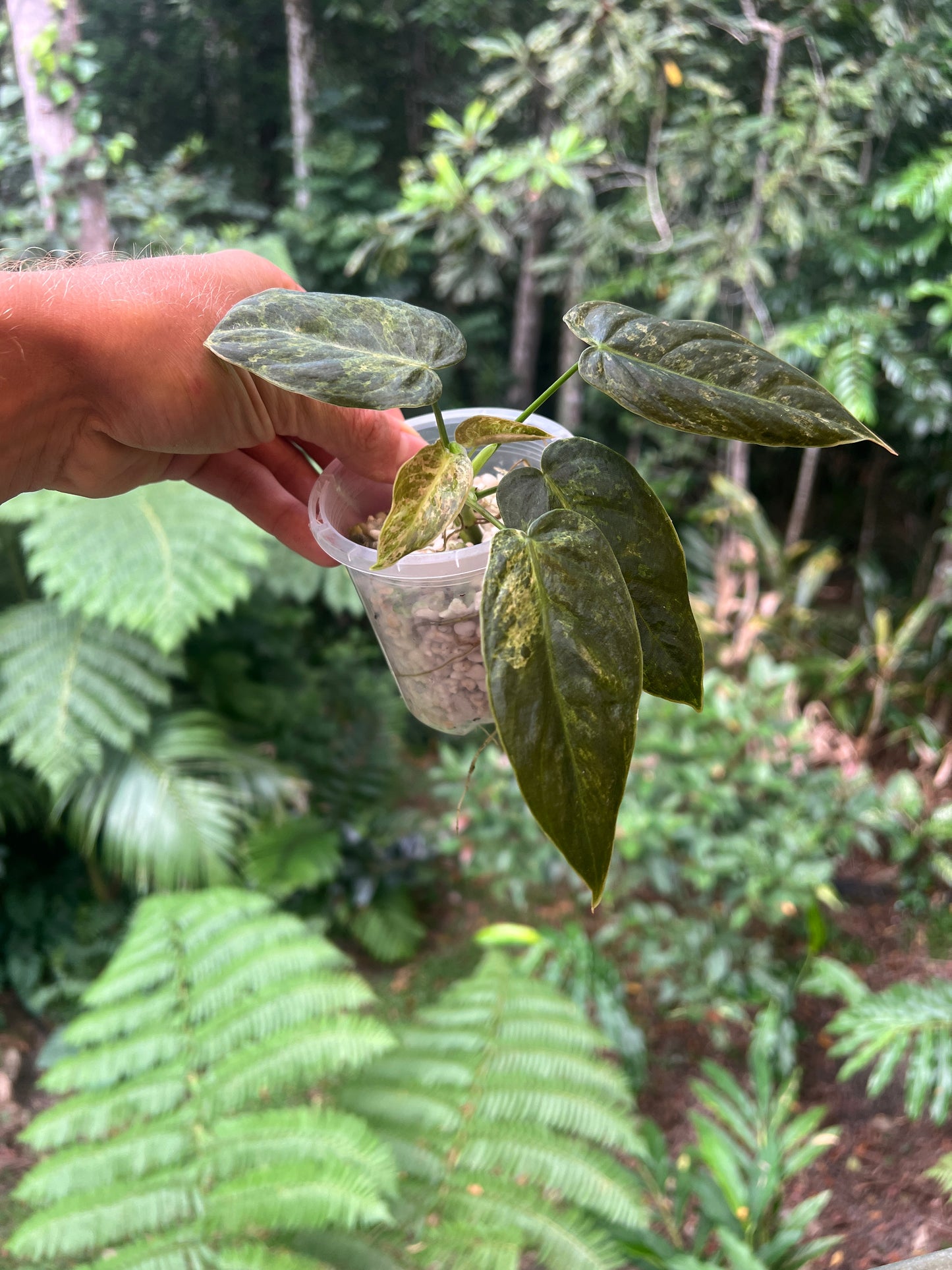 Philodendron 'Smashed Avocado' melanochrysum x sharoniae Variegated
