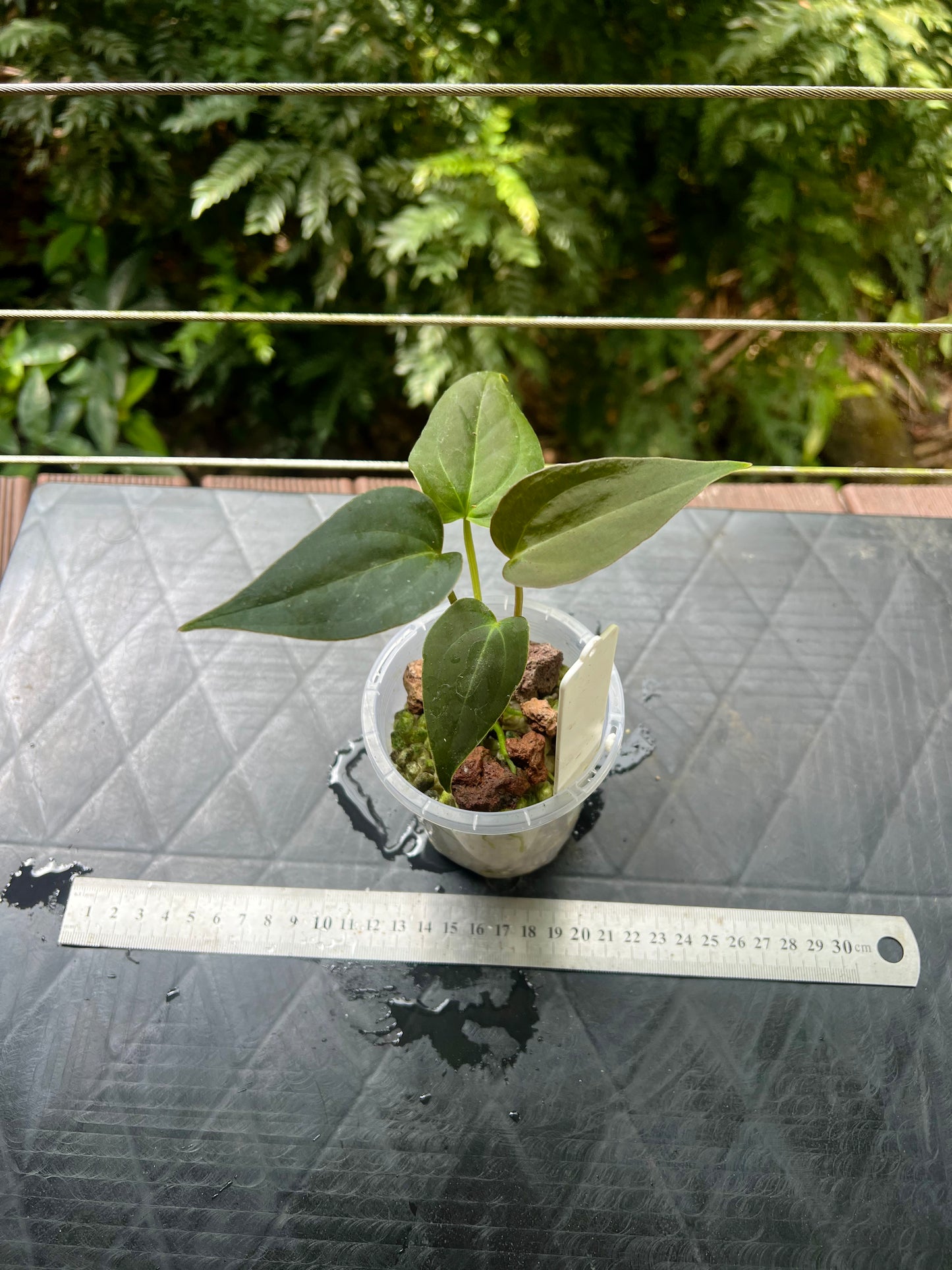 Anthurium Solferra 001 (Purple Velvet) Clone Prop