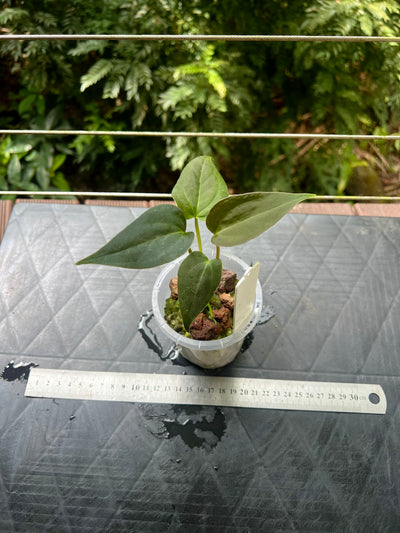 Anthurium Solferra 001 (Purple Velvet) Clone Prop