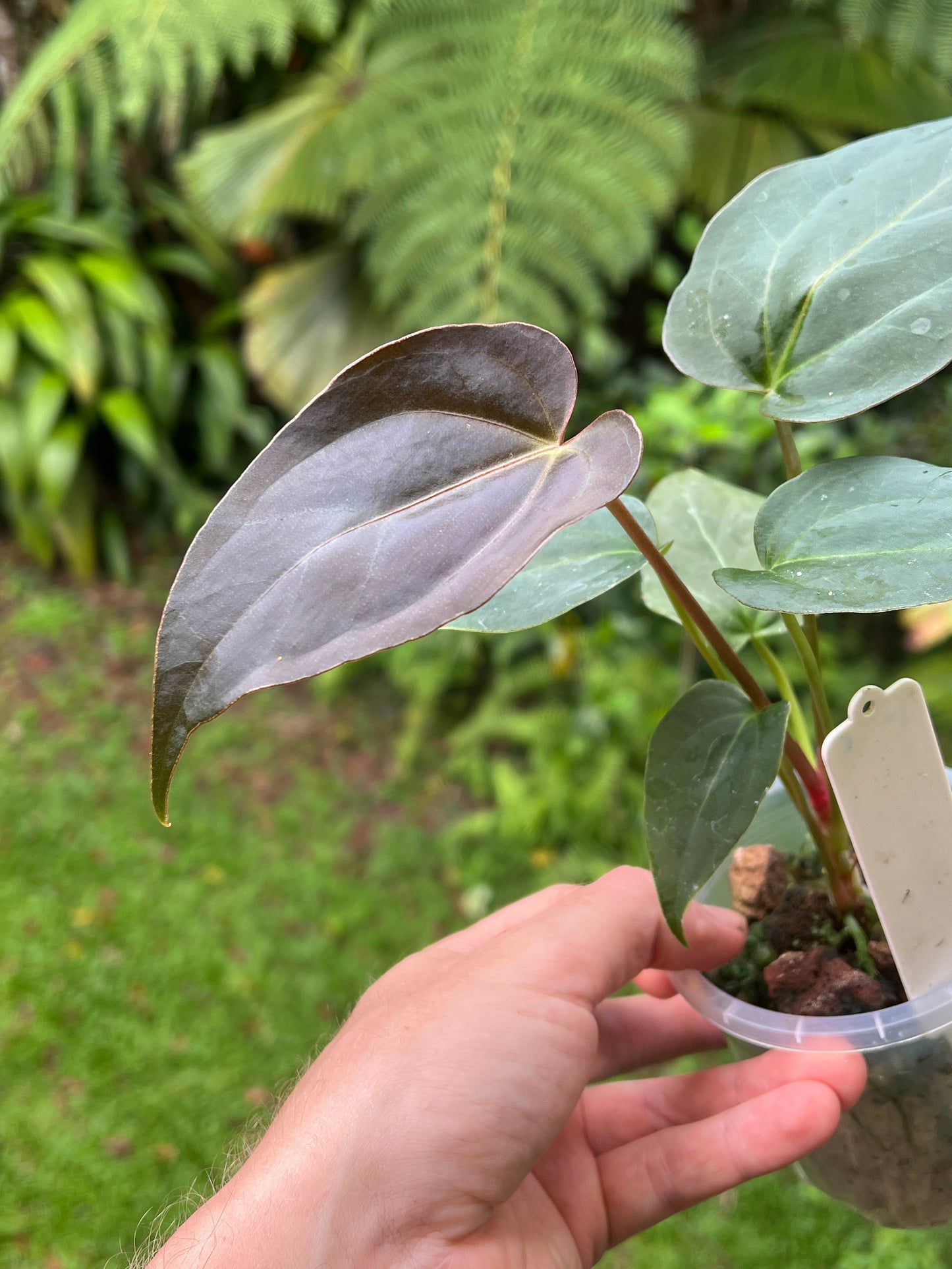 Anthurium Solferra 001 (Purple Velvet) Clone
