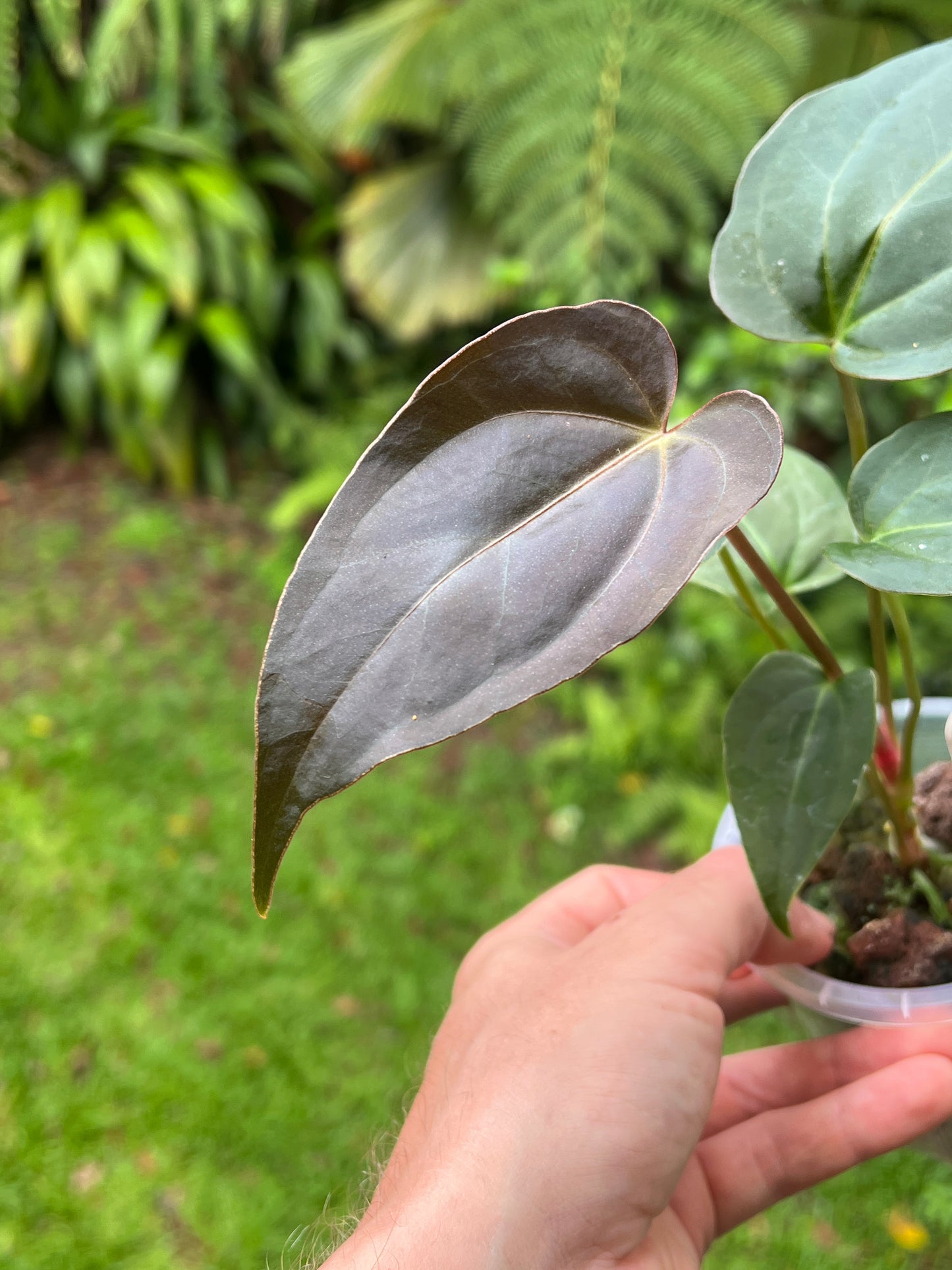 Anthurium Solferra 001 (Purple Velvet) Clone