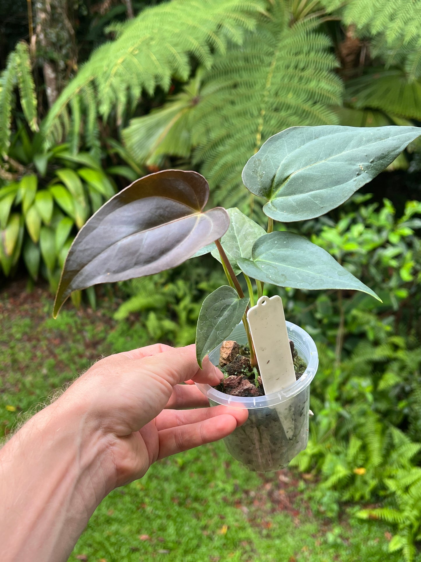 Anthurium Solferra 001 (Purple Velvet) Clone