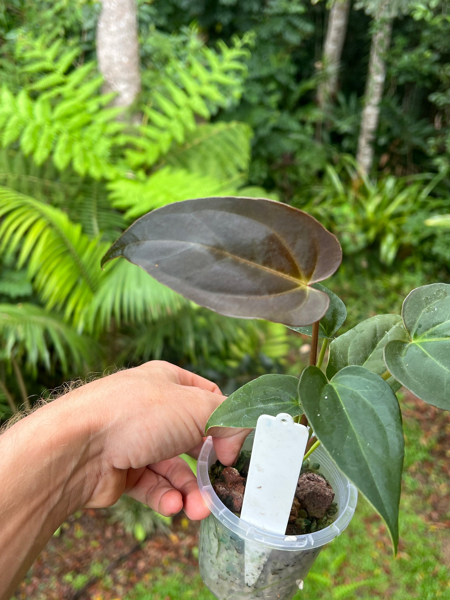 Anthurium Solferra 001 (Purple Velvet) Clone