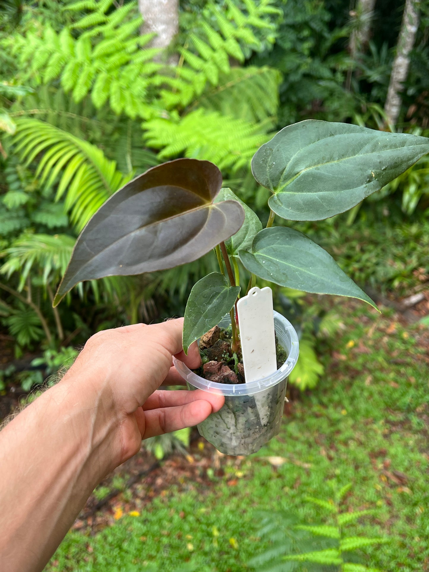 Anthurium Solferra 001 (Purple Velvet) Clone