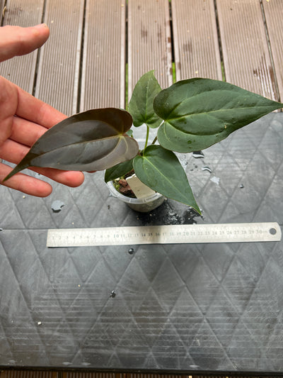 Anthurium Solferra 001 (Purple Velvet) Clone