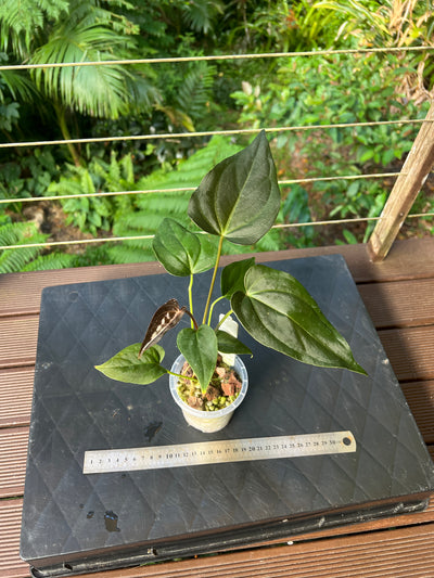 Anthurium Solferra 001 (Purple Velvet) Clone Cutting Grown
