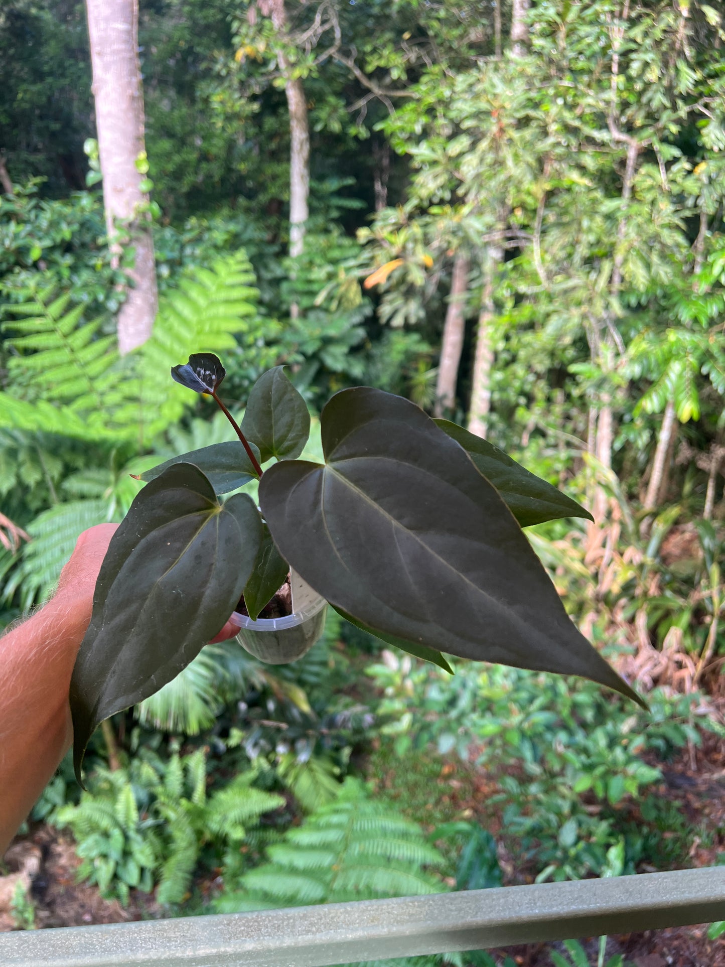 Anthurium Solferra 001 (Purple Velvet) Clone Cutting Grown