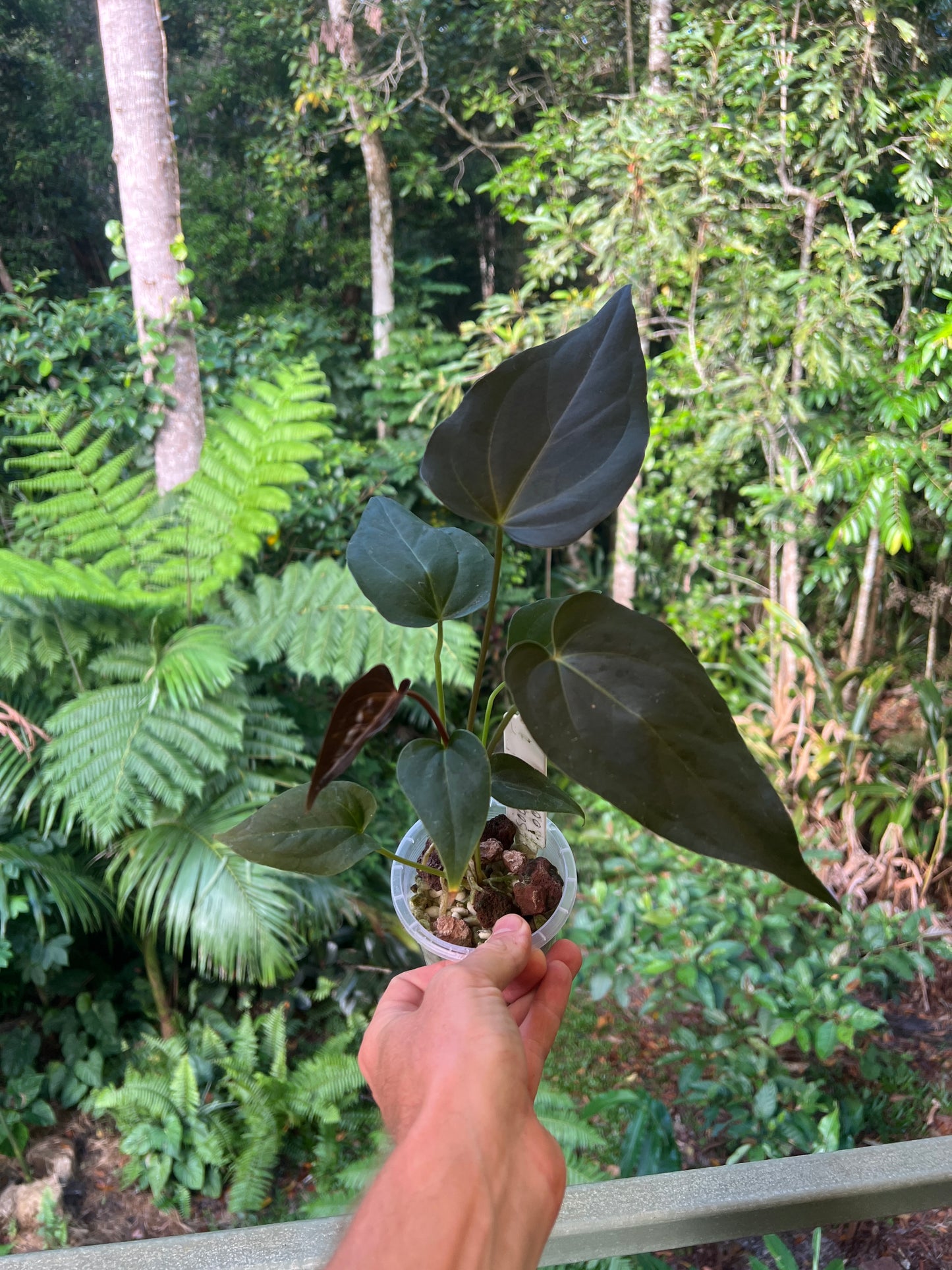 Anthurium Solferra 001 (Purple Velvet) Clone Cutting Grown