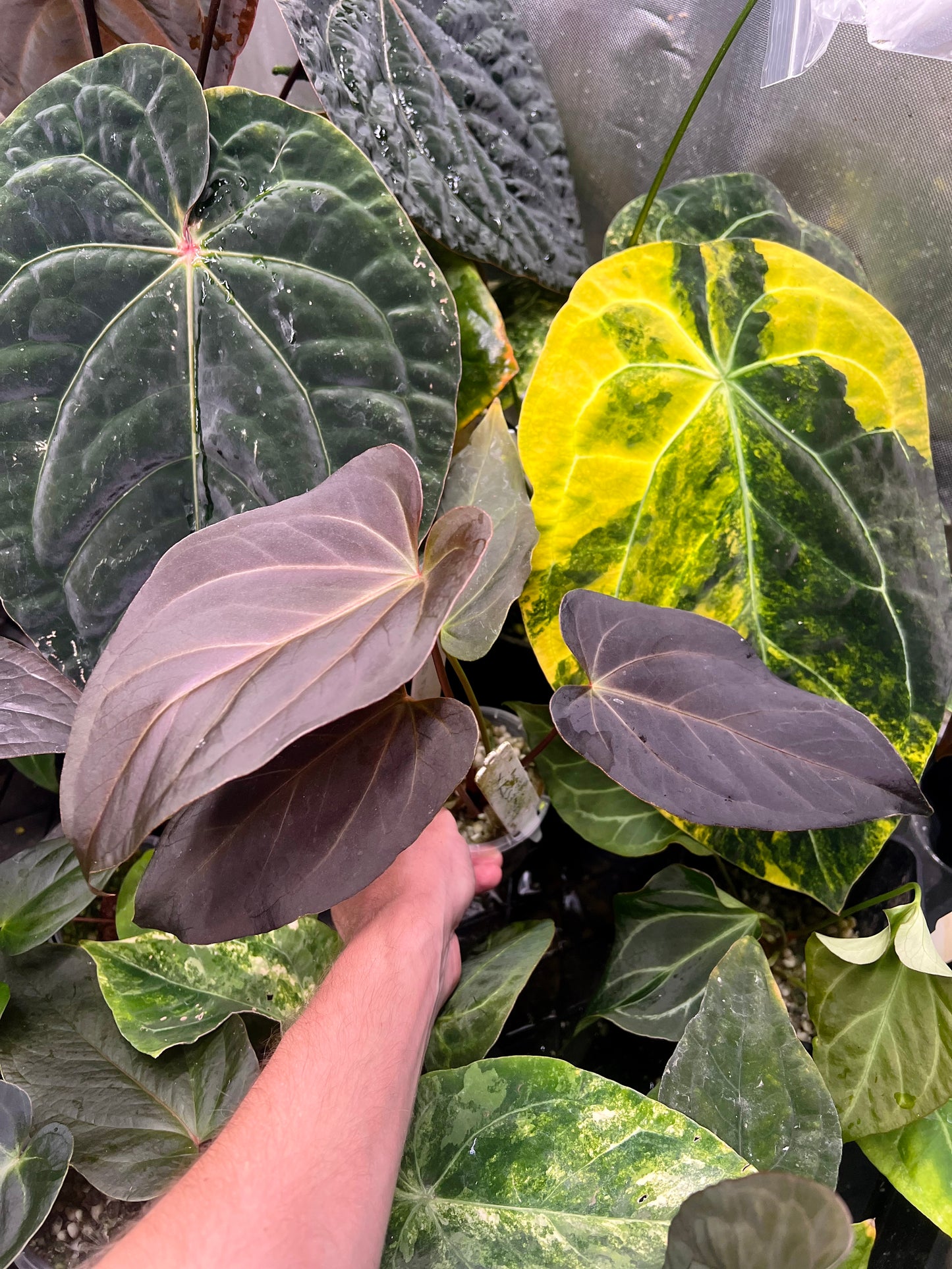 Anthurium Solferra 001 (Purple Velvet) Clone Prop