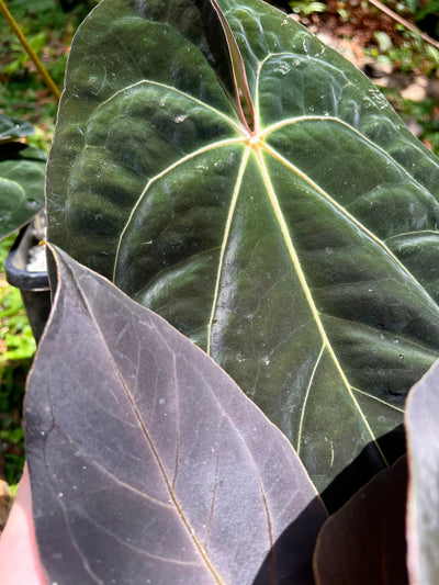 Anthurium Solferra 001 (Purple Velvet) Clone Prop