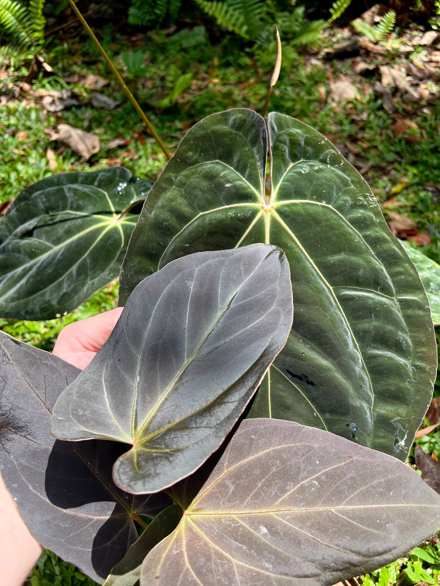Anthurium Solferra 001 (Purple Velvet) Clone Prop